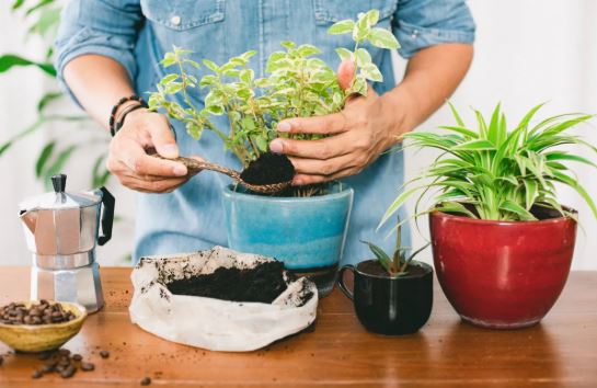 Best fertilizers for indoor plants