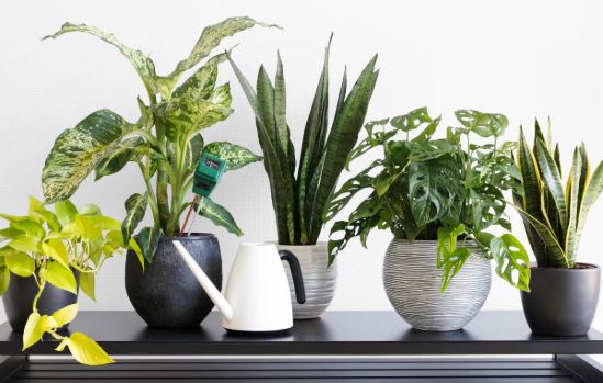 Best plant fertilizer for beginners