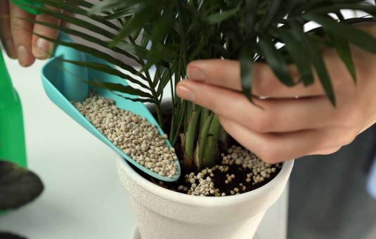 Best plant fertilizer for beginners