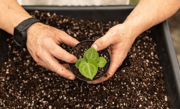 Homemade potting mix for houseplants