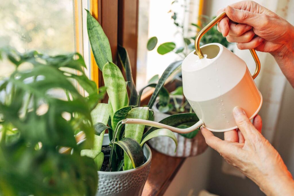 How to water Indoor Plants