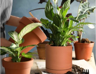 how to water house plant - Terracotta plant plot with a drain hole