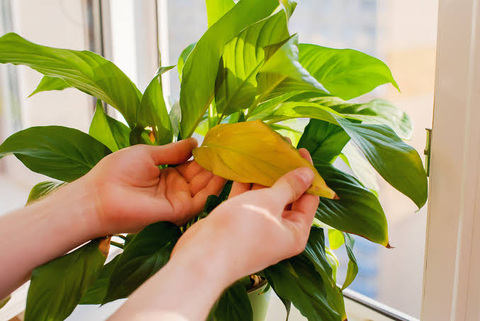 How to water indoor plants - overwatering