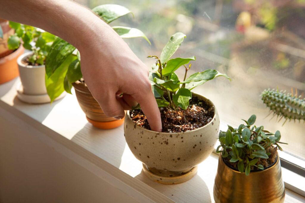 How to water indoor plants - finger test